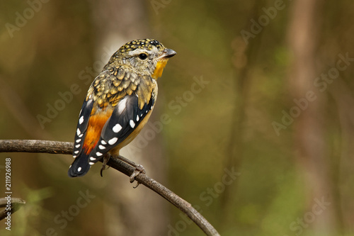 Spotted Pardalote - Pardalotus punctatus small australian bird, beautiful colors, in the forest in Australia, Tasmania photo