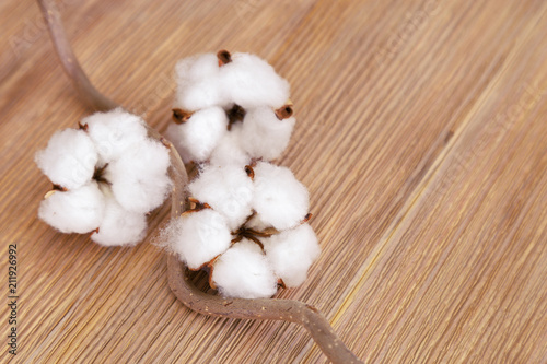 Natural wooden background with cotton flowers on branch.  Selective focus and Copy space for text.