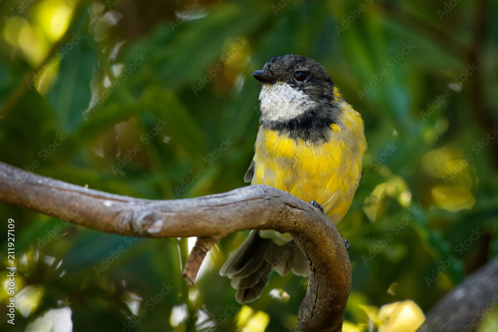 Fototapeta premium Australian golden whistler - Pachycephala pectoralis is a species of bird found in forest, woodland, mallee, mangrove and scrub in Australia. Male
