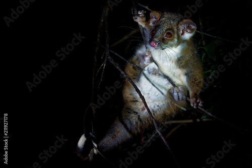 Common Ringtail Possum - Pseudocheirus peregrinus is small nocturnal marsupial living in Australia photo