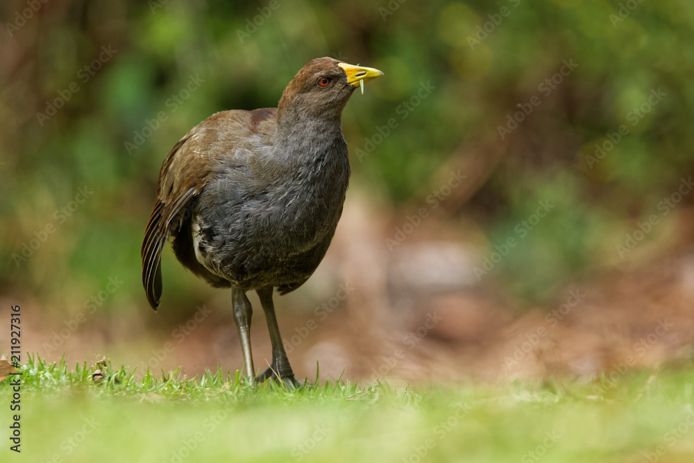 Fototapeta premium Tasmanian nativehen - Tribonyx mortierii - flightless rail and one of twelve species of birds endemic to the Australian island of Tasmania, Australia