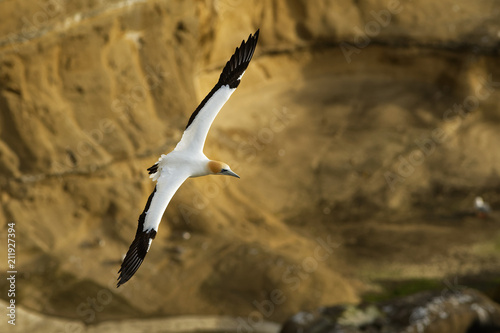 Sula serrator - Australian Gannet - takapu flying above the nesting colony in New Zealand photo