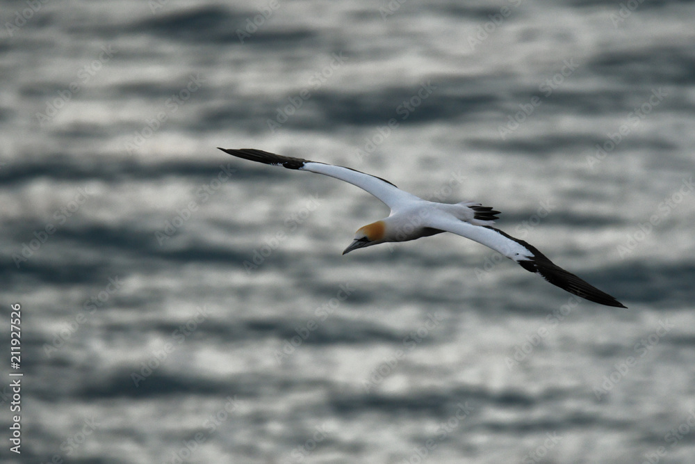 Sula serrator - Australian Gannet - takapu flying above the nesting colony in New Zealand Sula serrator - Australian Gannet - takapu flying above the nesting colony in New Zealand