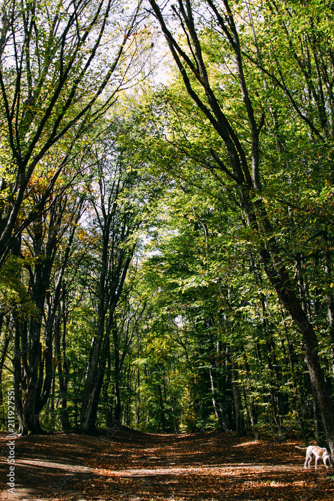 Fototapeta premium Forest