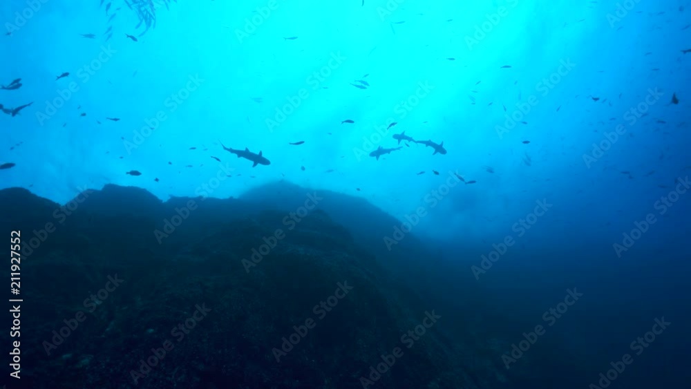 Shark and scuba diver silhouette at sun - view from the deep