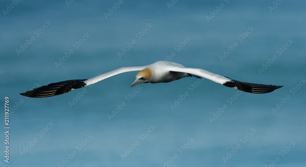 Sula serrator - Australian Gannet - takapu flying above the nesting colony in New Zealand Sula serrator - Australian Gannet - takapu flying above the nesting colony in New Zealand