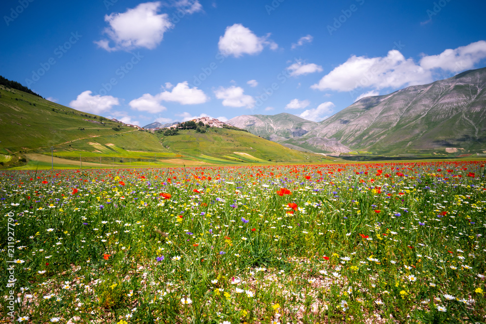 Fototapeta premium castelluccio di norcia, la fioritura