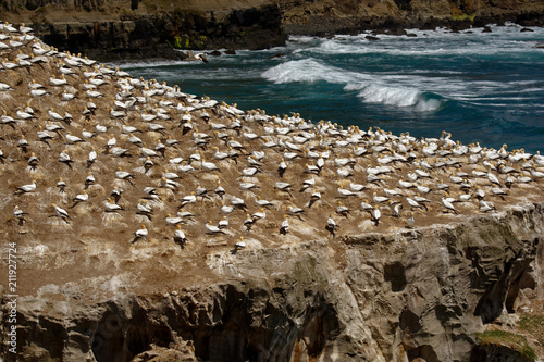 Sula serrator - Australian Gannet - takapu flying above the nesting colony in New Zealand photo