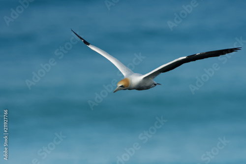 Sula serrator - Australian Gannet - takapu flying above the nesting colony in New Zealand photo