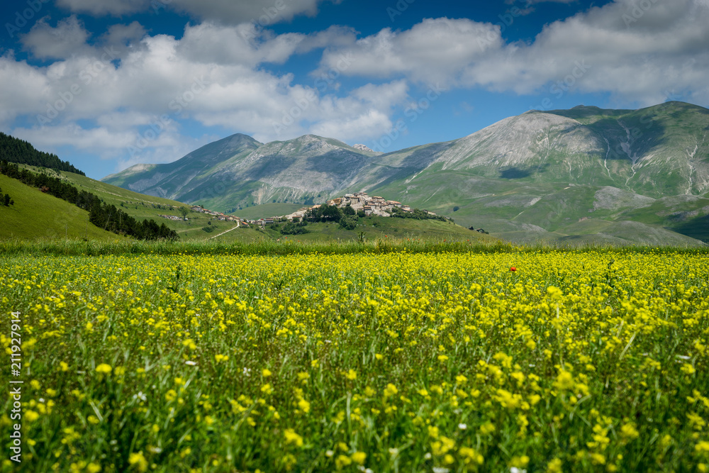 Fototapeta premium castelluccio di norcia, la fioritura