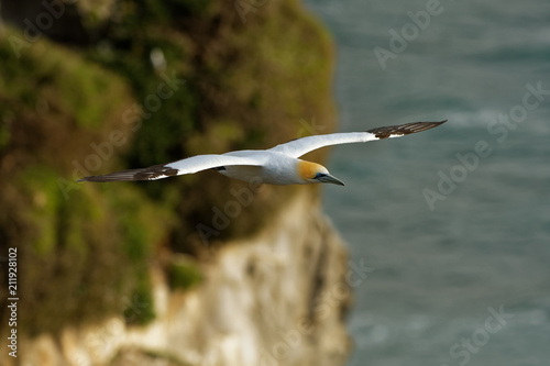 Sula serrator - Australian Gannet - takapu flying above the nesting colony in New Zealand photo