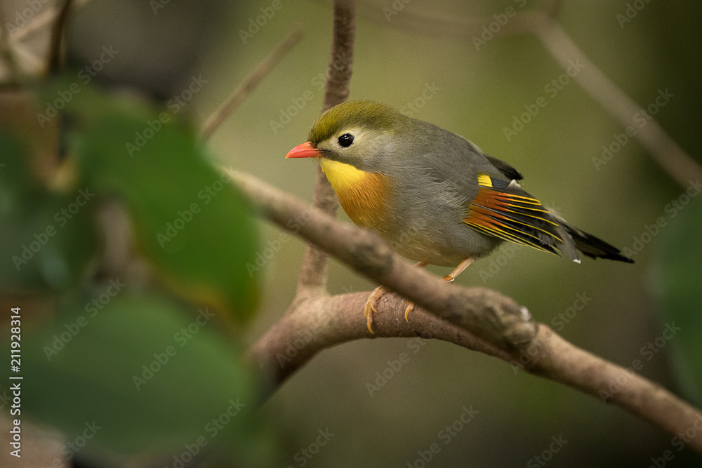 Red-billed Leiothrix - Leiothrix lutea in the forest of China, Barma, India, Bhutan, Nepal, Tibet. Red-billed Leiothrix - Leiothrix lutea in the forest of China, Barma, India, Bhutan, Nepal, Tibet.