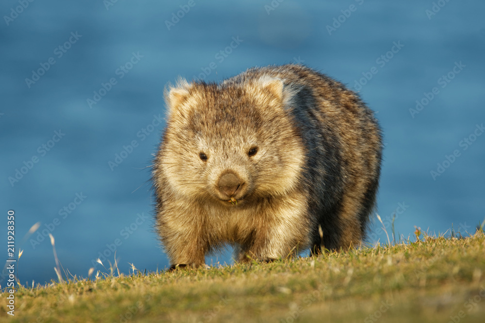 Vombatus ursinus - Common Wombat in the Tasmanian scenery, eating grass in the evening on the island near Tasmania - obrazy, fototapety, plakaty 