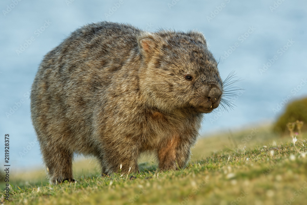 Vombatus ursinus - Common Wombat in the Tasmanian scenery, eating grass in the evening on the island near Tasmania Vombatus ursinus - Common Wombat in the Tasmanian scenery, eating grass in the evening on the island near Tasmania