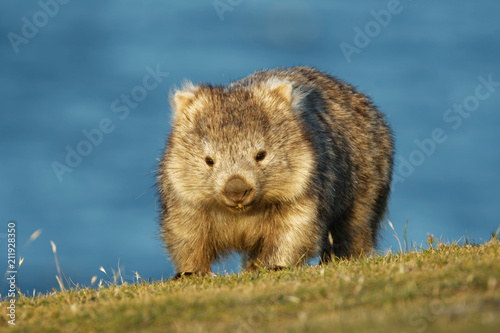 Vombatus ursinus - Common Wombat in the Tasmanian scenery, eating grass in the evening on the island near Tasmania photo