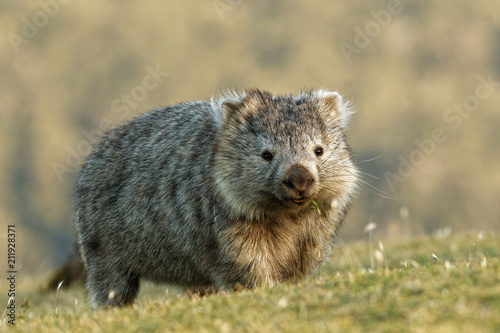 Obraz na płótnie Vombatus ursinus - Common Wombat in the Tasmanian scenery, eating grass in the e