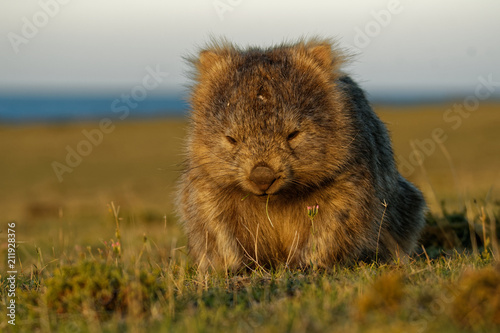 Vombatus ursinus - Common Wombat in the Tasmanian scenery, eating grass in the evening on the island near Tasmania photo