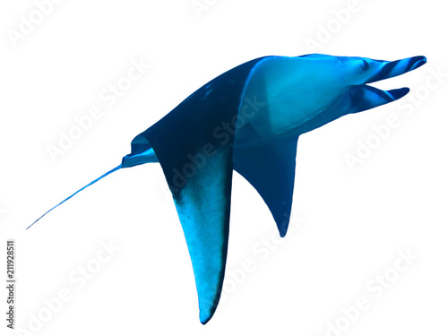 Canvas Print Manta Ray isolated on white background