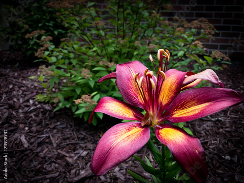 Red Asian Lily