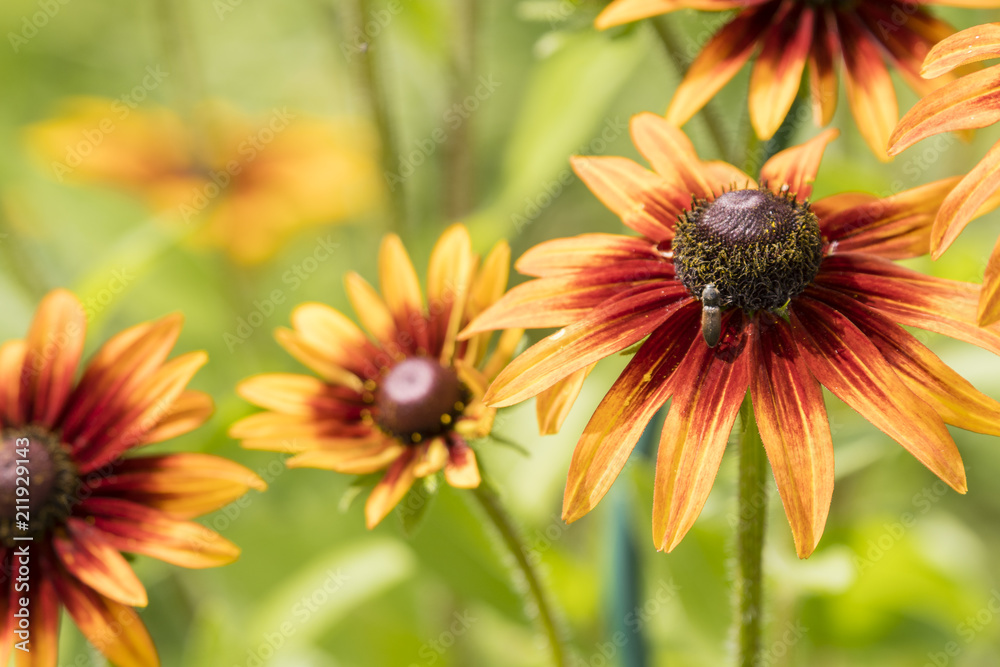 Echinacea - Decorative flowers yellow with dark center. Echinacea - Decorative flowers yellow with dark center.