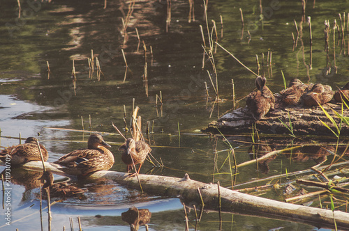 A flock of young ducks rest on the lake. Wild living nature of Russia