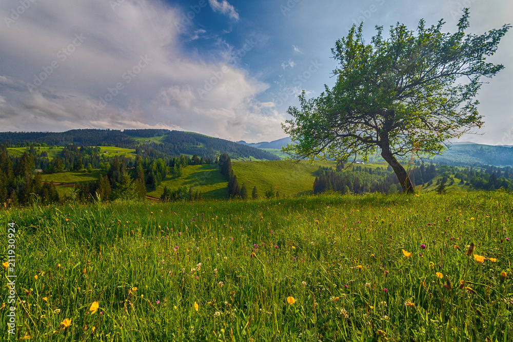Tree on a summer meadow against a background of mountains. Carpathians