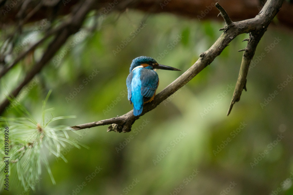 Fototapeta premium カワセミ男子！巣穴掘り中の休憩！その３