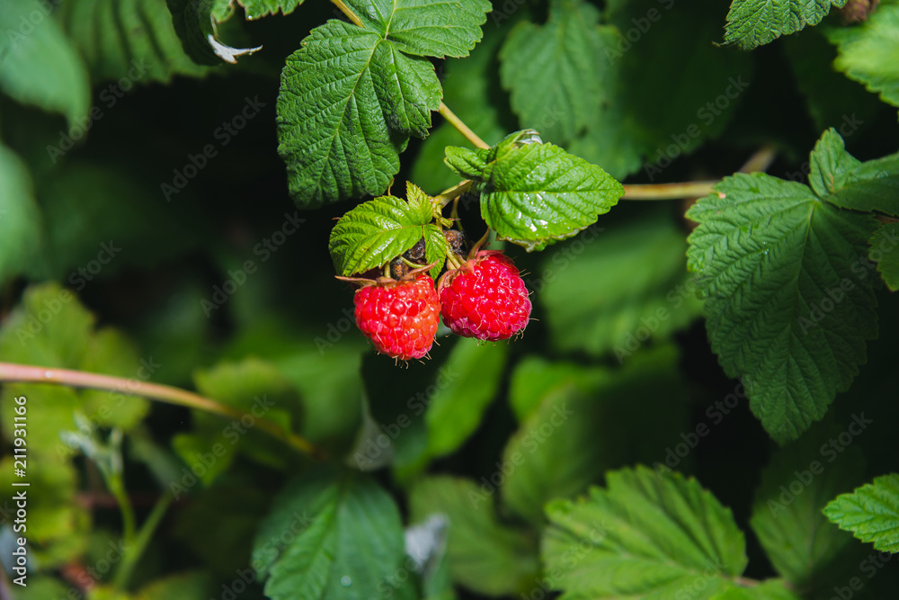 Raspberry on a branch with green leaves. Raspberry on a branch with green leaves.