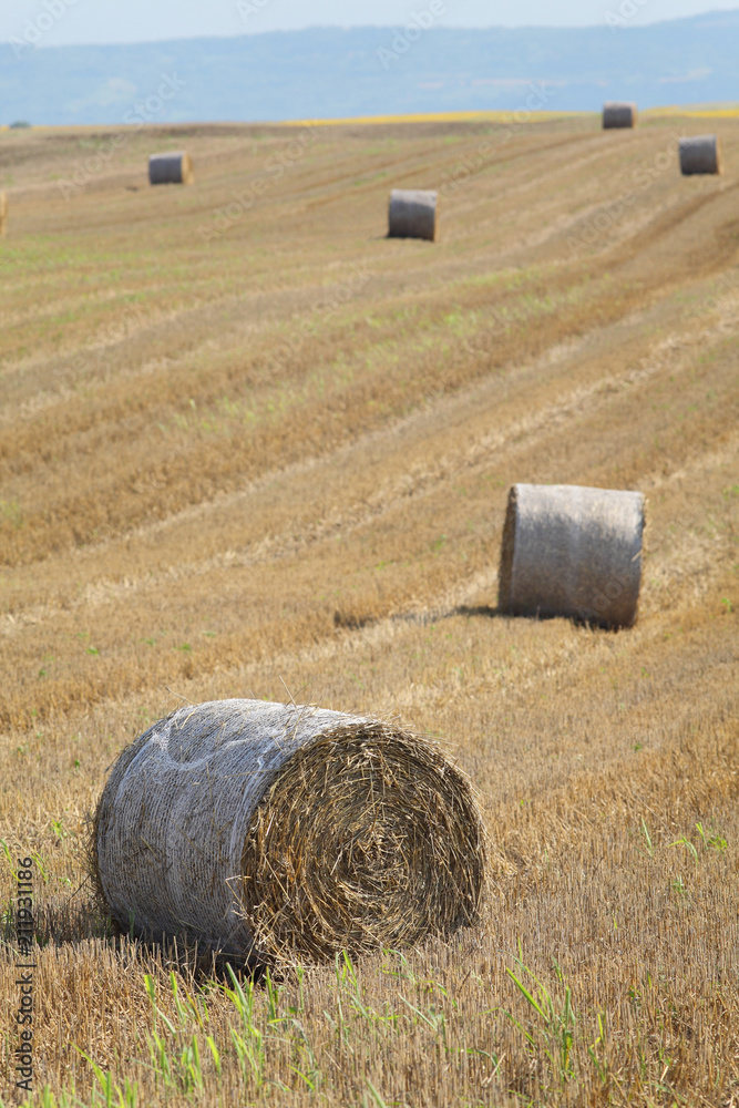 Wheat field after harvest, bale of rolled straw, early summer agricultural scene