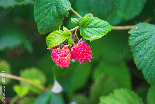 Raspberries on a branch with green leaves.