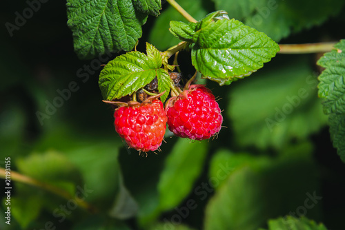 Raspberry on a branch with green leaves.