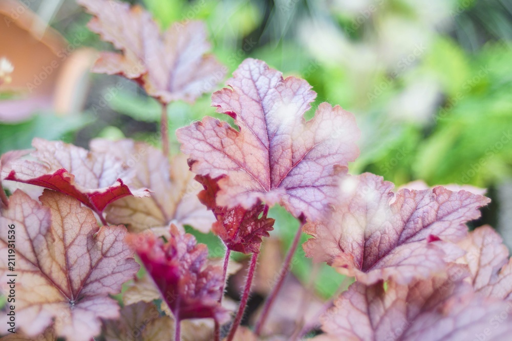 Red Heyhera leaves planting in backyard. Close up Red Heyhera leaves planting in backyard. Close up