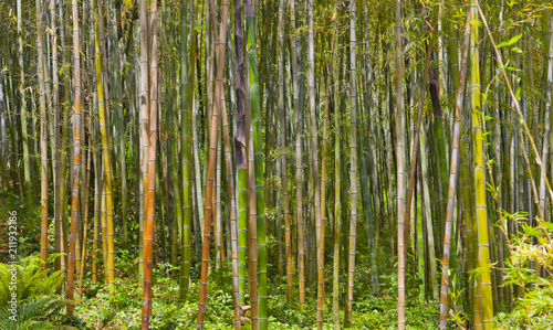 Schöner Bambuswald im Park der Villa Carlotta am Comer See
