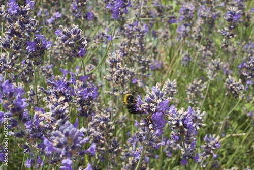 Fototapeta Naklejka Na Ścianę i Meble -  La pollinisation