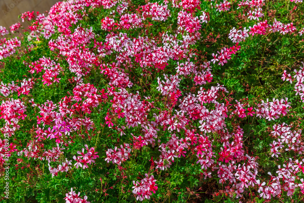 Geranium  flowers background