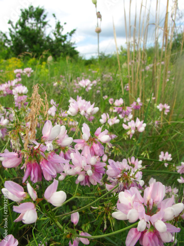 beautiful pink wild bird vetch, close up photo
