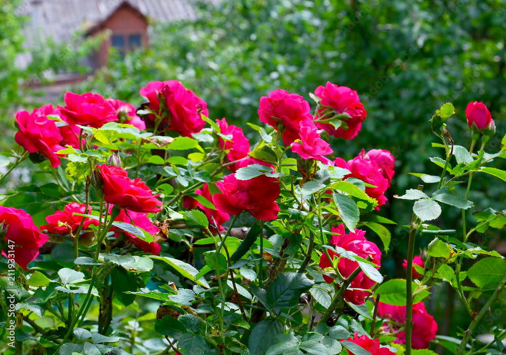 Beautiful red climbing roses in the summer garden.Decorative flowers or gardening concept.Selective focus. Beautiful red climbing roses in the summer garden.Decorative flowers or gardening concept.Selective focus.