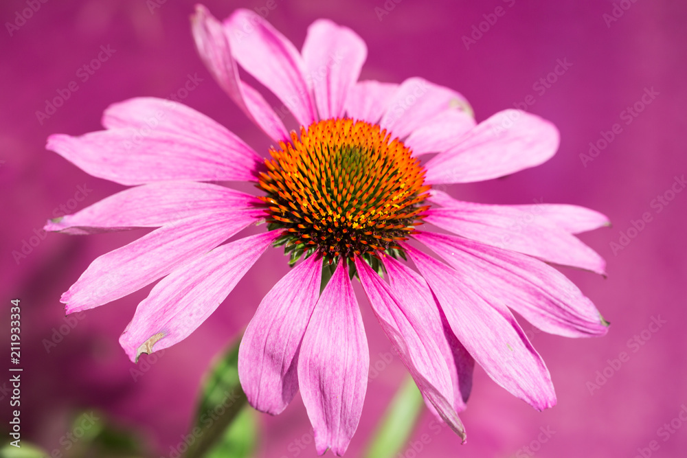 Echinacea purpurea, red sun hat, flower Echinacea purpurea, red sun hat, flower