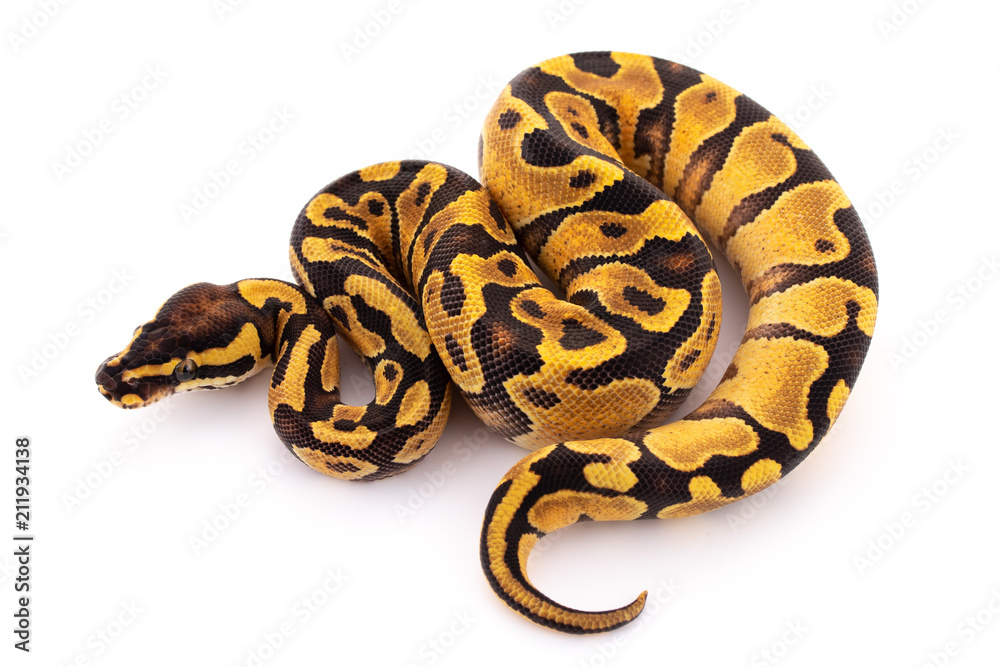 ball python snake reptile ball python snake reptile