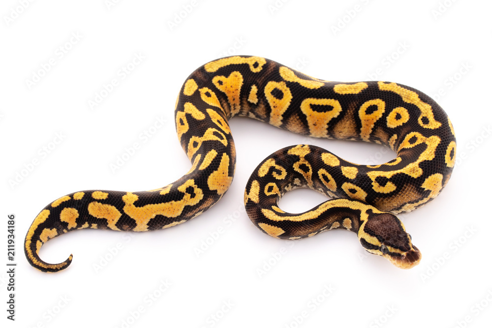 ball python snake reptile ball python snake reptile