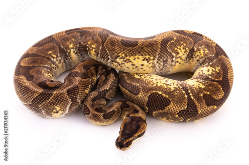 ball python snake reptile