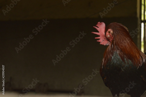 Foto Gallo