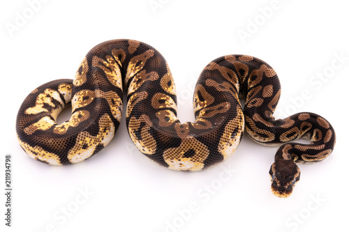 ball python snake reptile