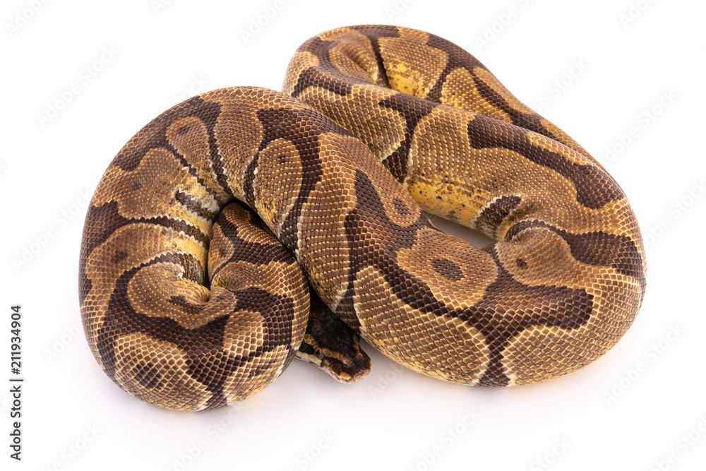 Obraz premium ball python snake reptile