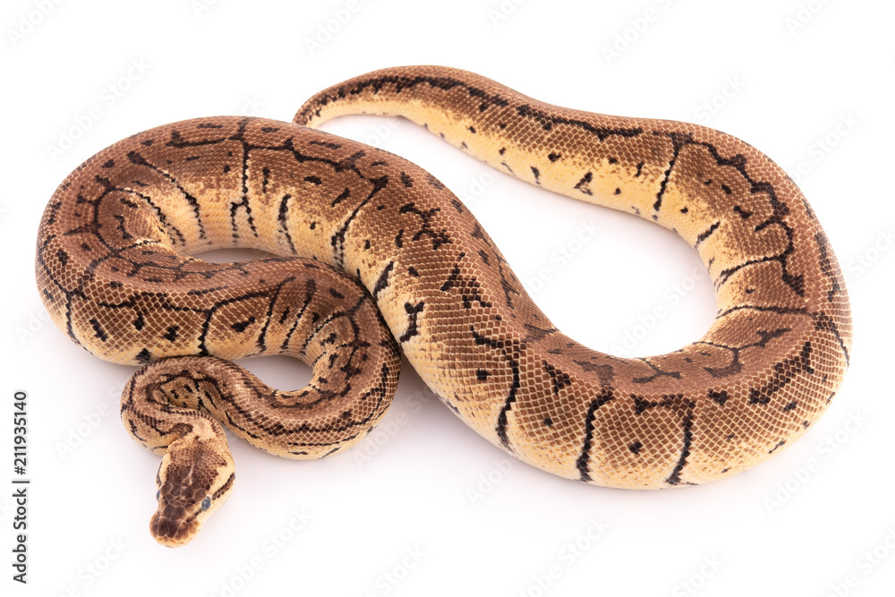 ball python snake reptile ball python snake reptile