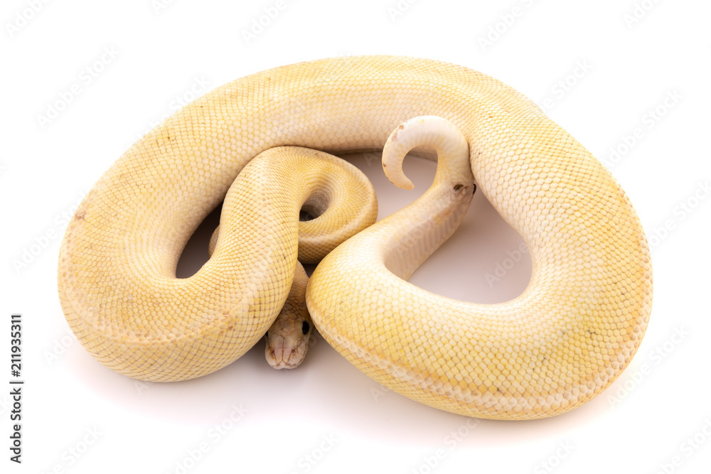 Obraz premium ball python snake reptile