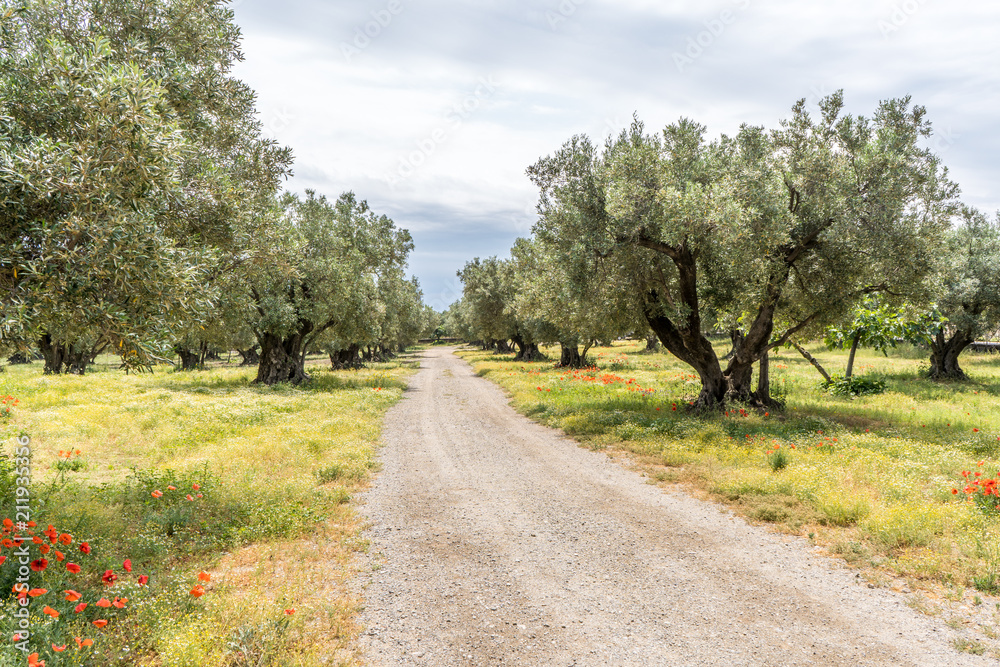Olive trees plantation in Calabria, Italy Olive trees plantation in Calabria, Italy