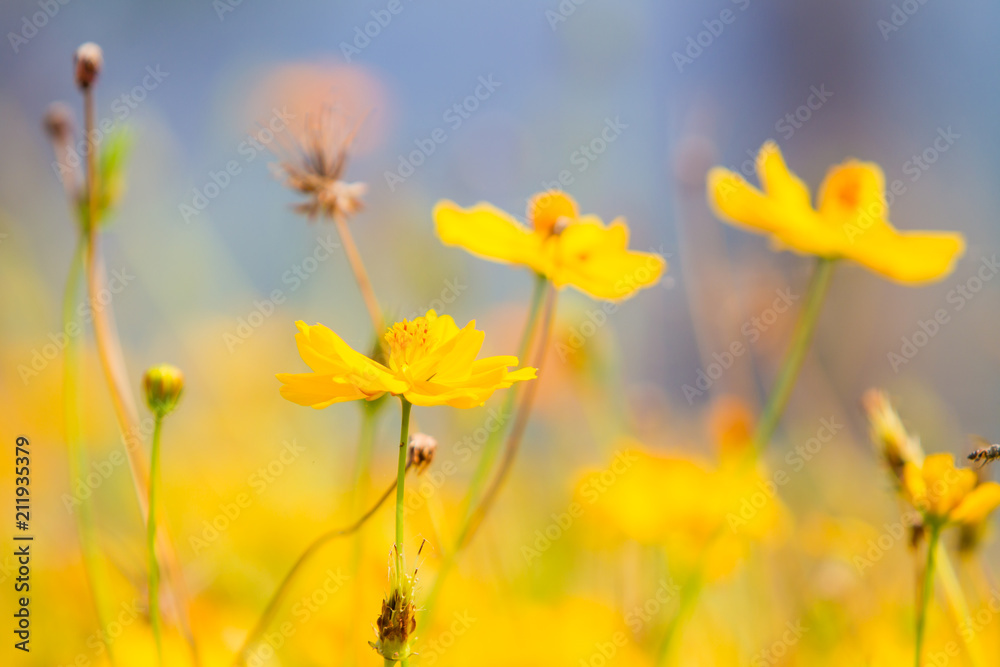 Beautiful yellow cosmos flowers in the field.