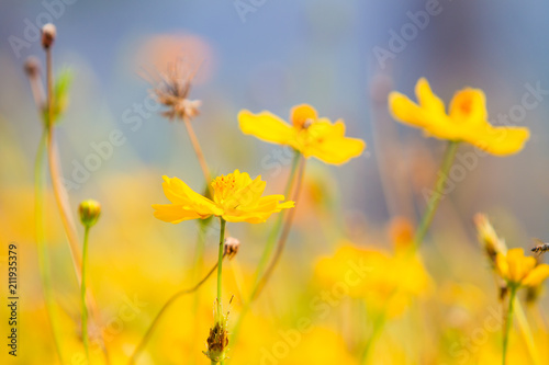 Beautiful yellow cosmos flowers in the field.
