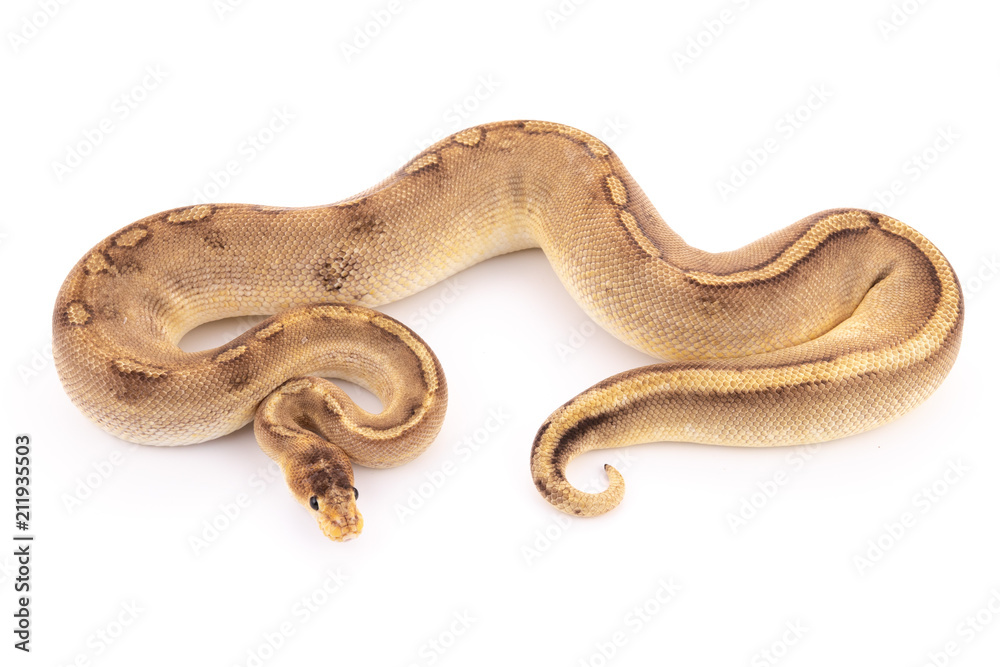 Obraz premium ball python snake reptile